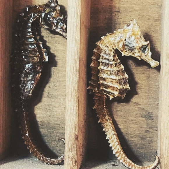 Oddities & Curiosities MYSTERY Box - Picture 6 of 8